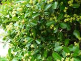 Euonymus japonicus