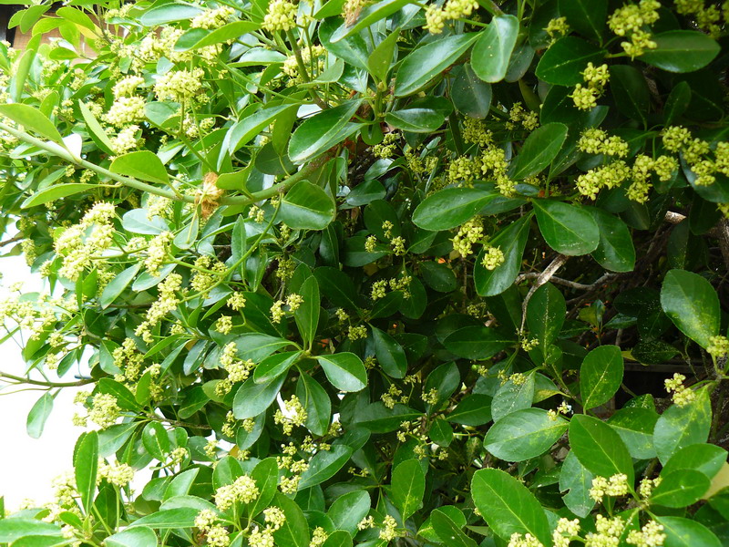 Изображение особи Euonymus japonicus.