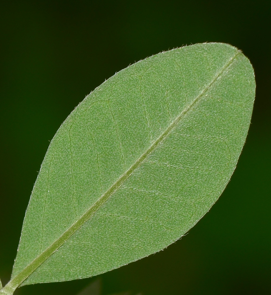 Изображение особи Anagyris foetida.