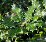 Ilex aquifolium