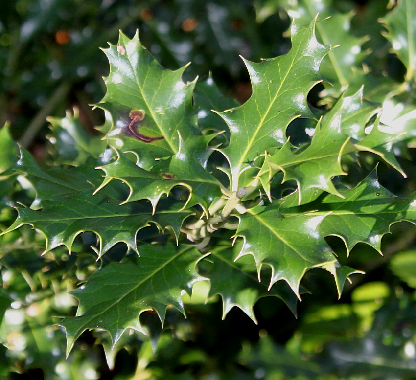 Изображение особи Ilex aquifolium.