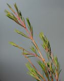Chamelaucium uncinatum