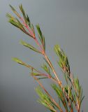 Chamelaucium uncinatum. Верхняя часть веточки. Германия, г. Кемпен, в культуре. 06.03.2014.