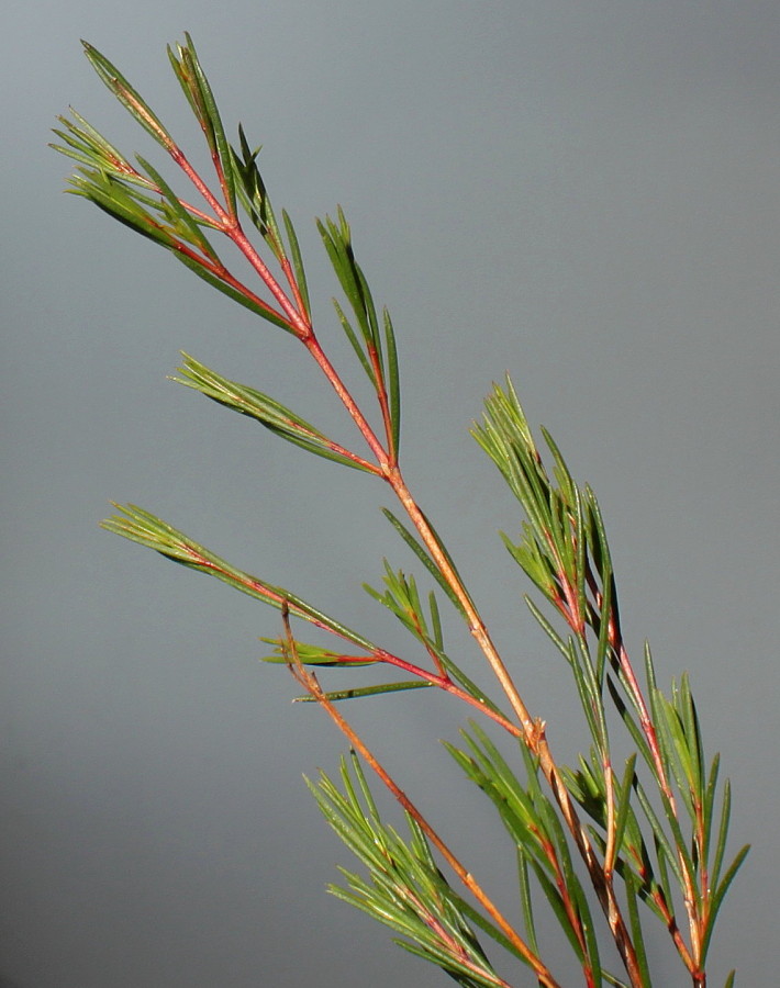 Image of Chamelaucium uncinatum specimen.