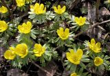 Eranthis hyemalis