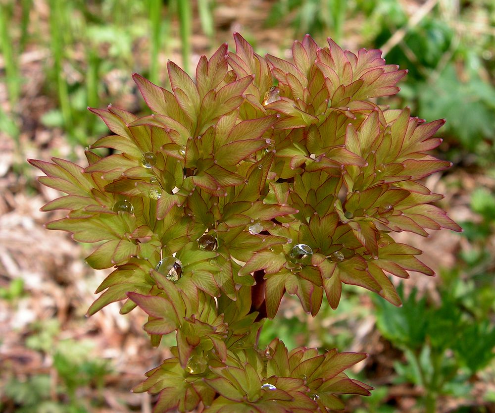 Image of Corydalis multiflora specimen.