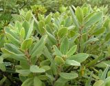 Myrica tomentosa. Побеги. Хабаровский край, Ванинский р-н, бухта Сизиман, лиственичная марь. 11.08.2013.