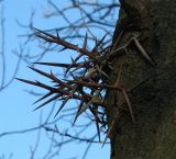 Gleditsia triacanthos. Шипы на стволе дерева. Украина, Львов. Декабрь 2006 г.