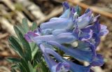 Corydalis turtschaninovii
