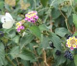 Lantana camara