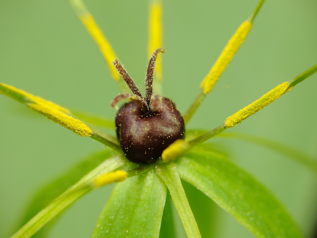 Изображение особи Paris quadrifolia.
