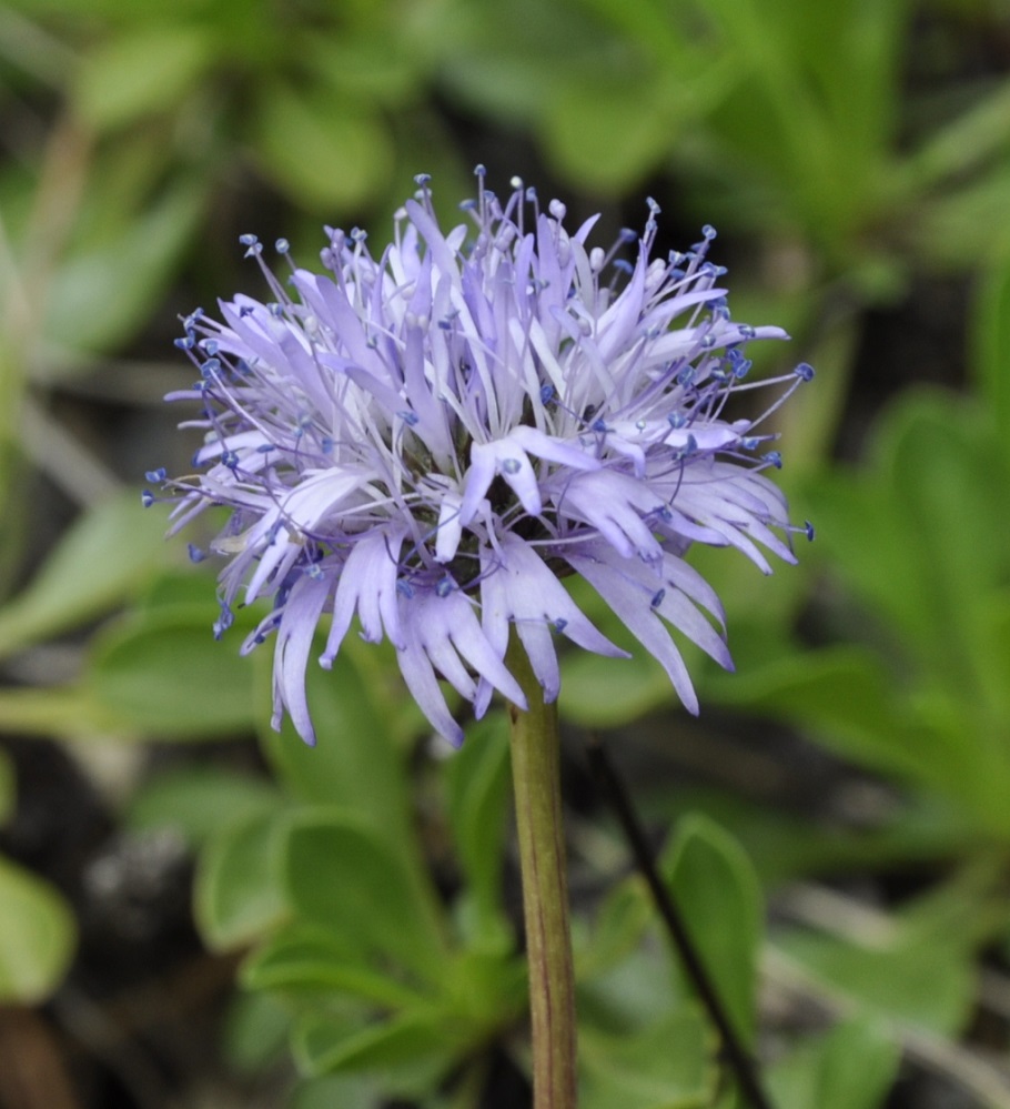 Image of Globularia cordifolia specimen.