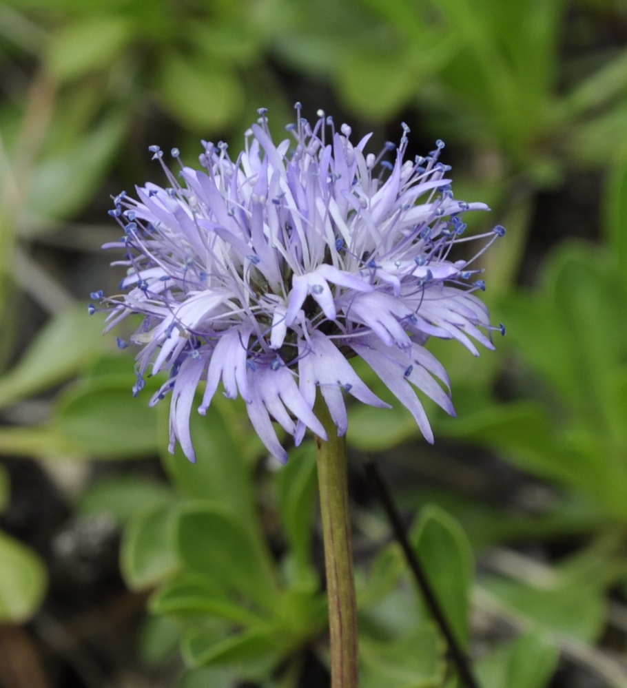 Изображение особи Globularia cordifolia.