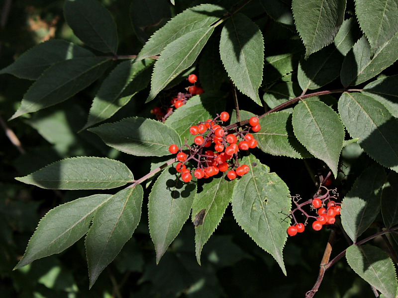 Изображение особи Sambucus racemosa.