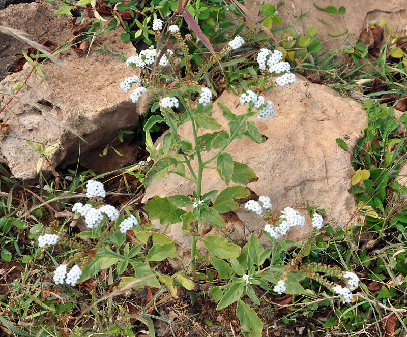 Изображение особи Heliotropium aegyptiacum.