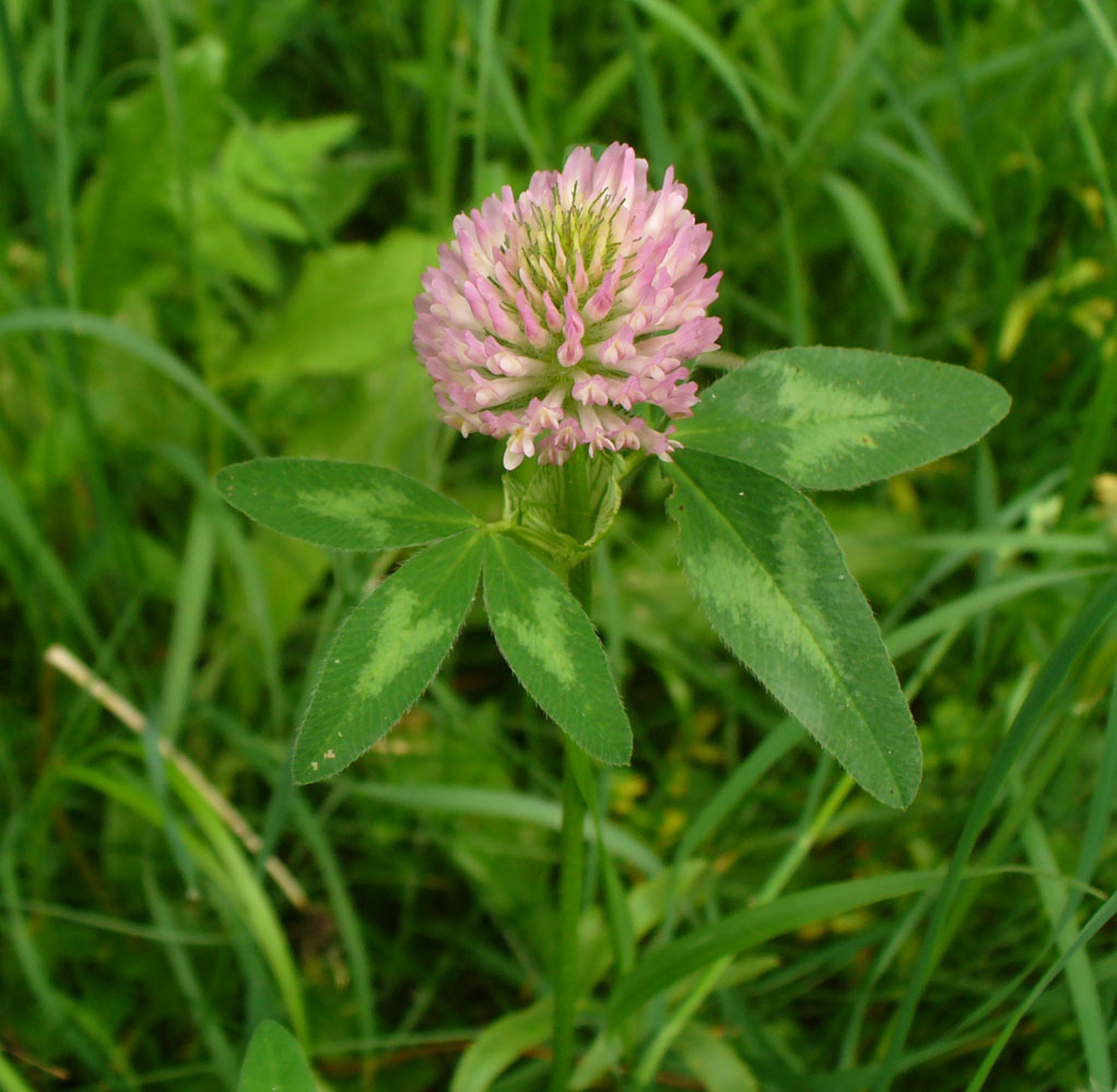 Изображение особи Trifolium pratense.