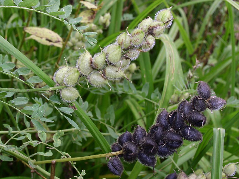 Изображение особи Astragalus cicer.