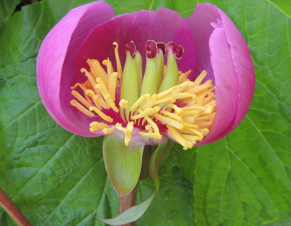 Image of Paeonia obovata specimen.