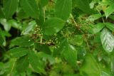 Sambucus nigra