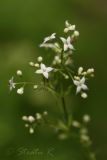 Galium intermedium. Верхушка расцветающего растения. Молдова, Каларашский р-н, лес возле с. Бравичи. 26.06.2014.