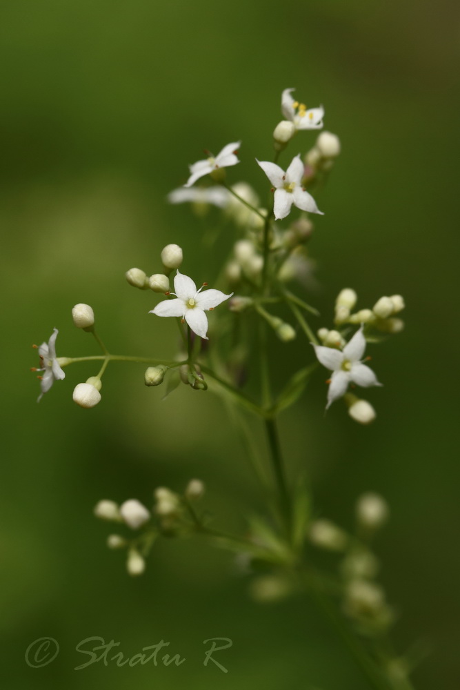 Image of Galium intermedium specimen.