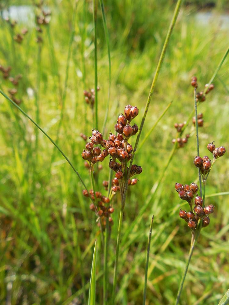 Изображение особи Juncus compressus.