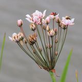Butomus umbellatus
