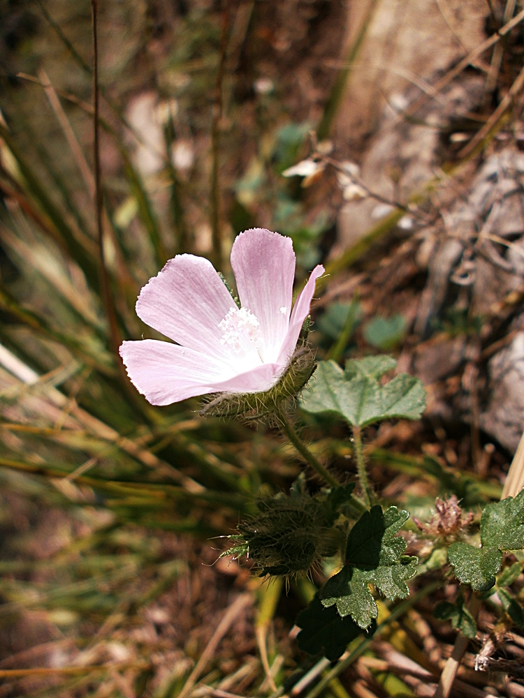 Image of Malva setigera specimen.