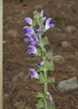 Salvia virgata. Соцветие. Крым, окр. Ялты, гора Лапата, сосновый лес, на дороге. 18 июля 2014 г.