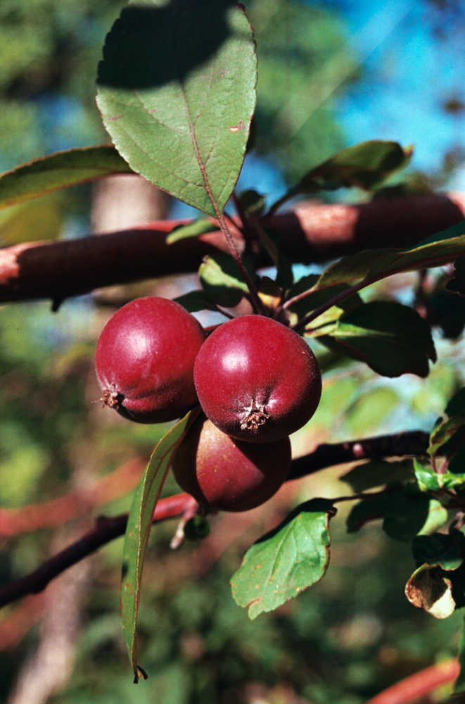 Image of Malus niedzwetzkyana specimen.