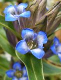 Gentiana cruciata