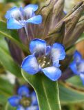 Gentiana cruciata