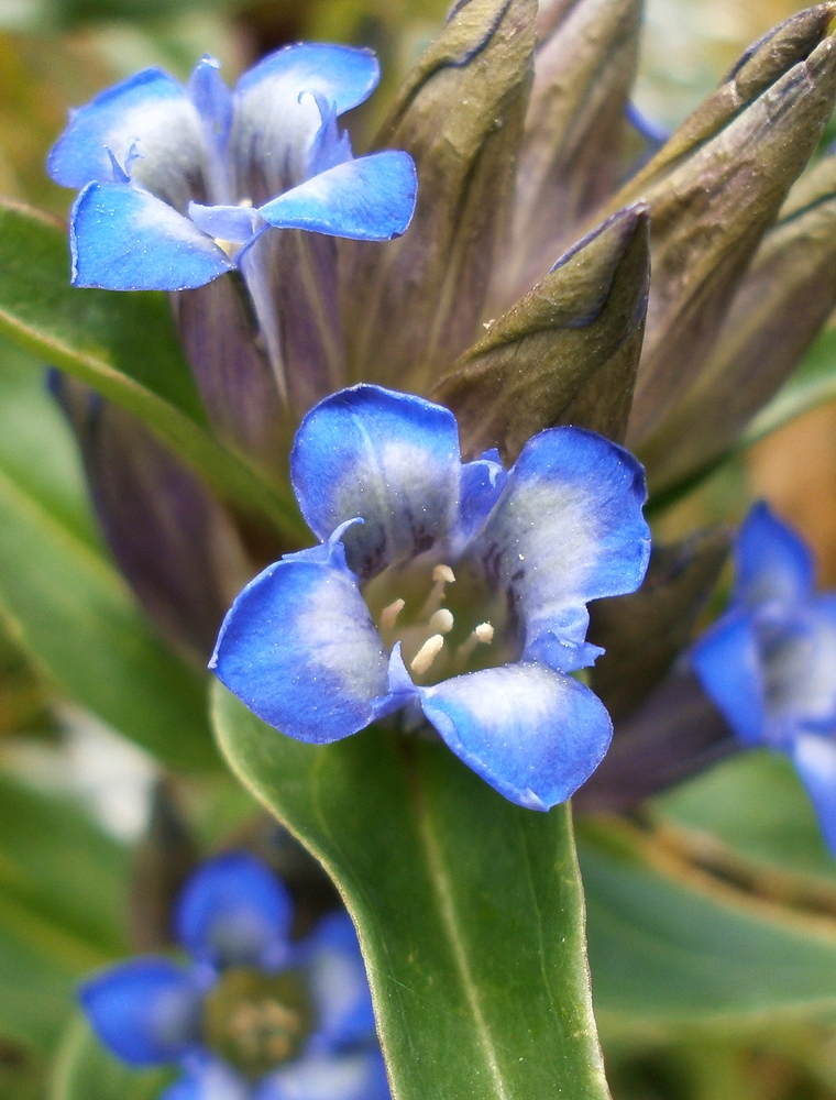 Изображение особи Gentiana cruciata.