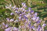 Limonium gmelinii. Часть соцветия (вид сбоку). Украина, Запорожская обл., Бердянский р-н, г. Бердянск, Бердянская коса, влажная низина. 01.08.2014.