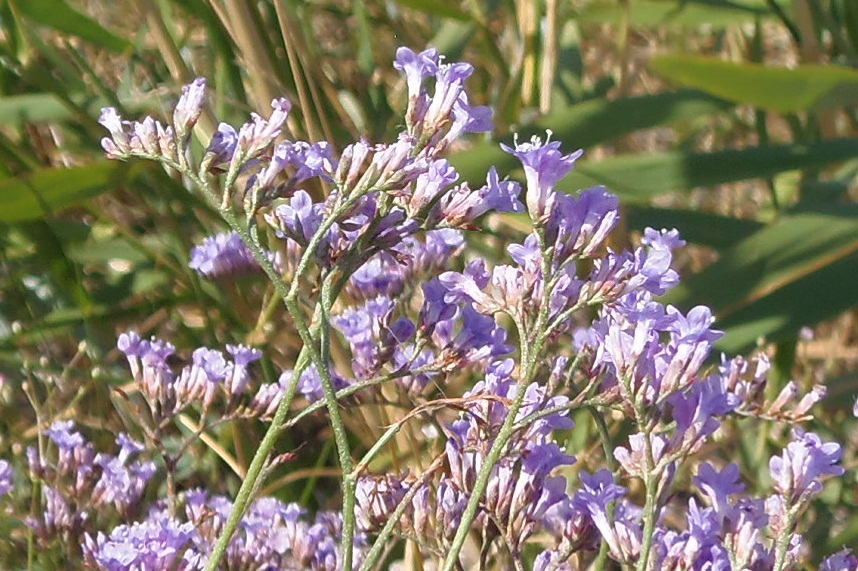 Изображение особи Limonium gmelinii.