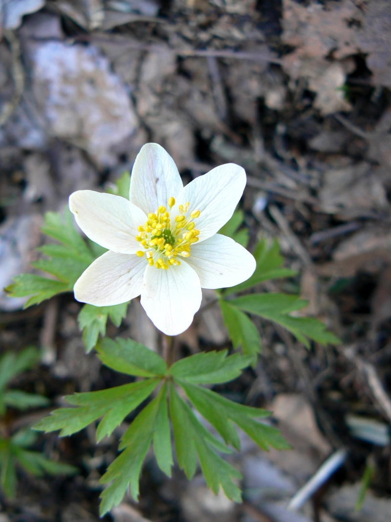 Image of Anemone nemorosa specimen.