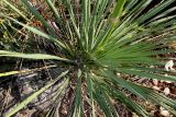 Yucca filamentosa