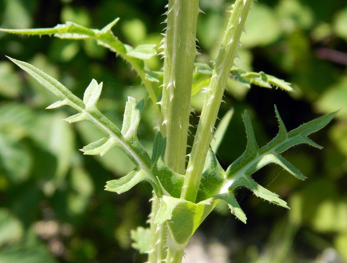 Изображение особи Dipsacus laciniatus.