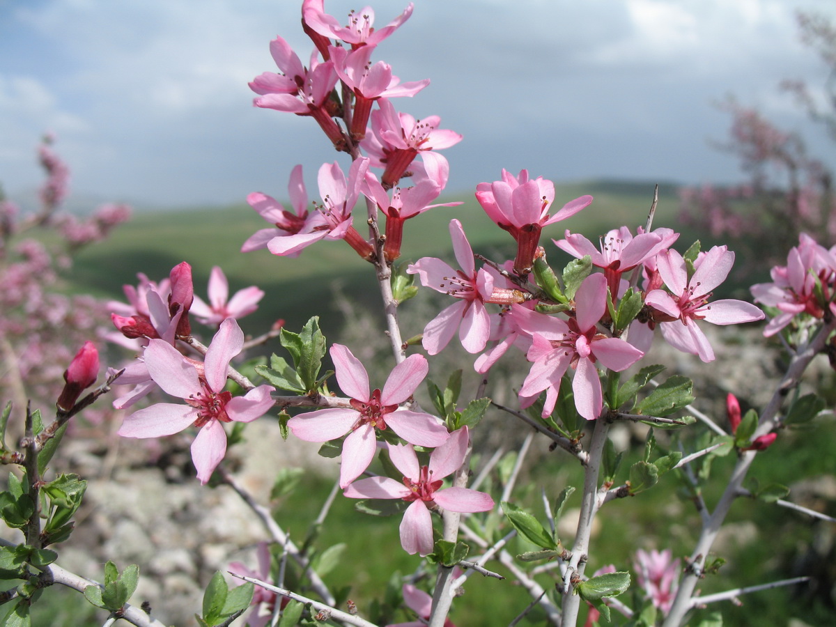 Изображение особи Amygdalus spinosissima.