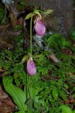 Cypripedium acaule