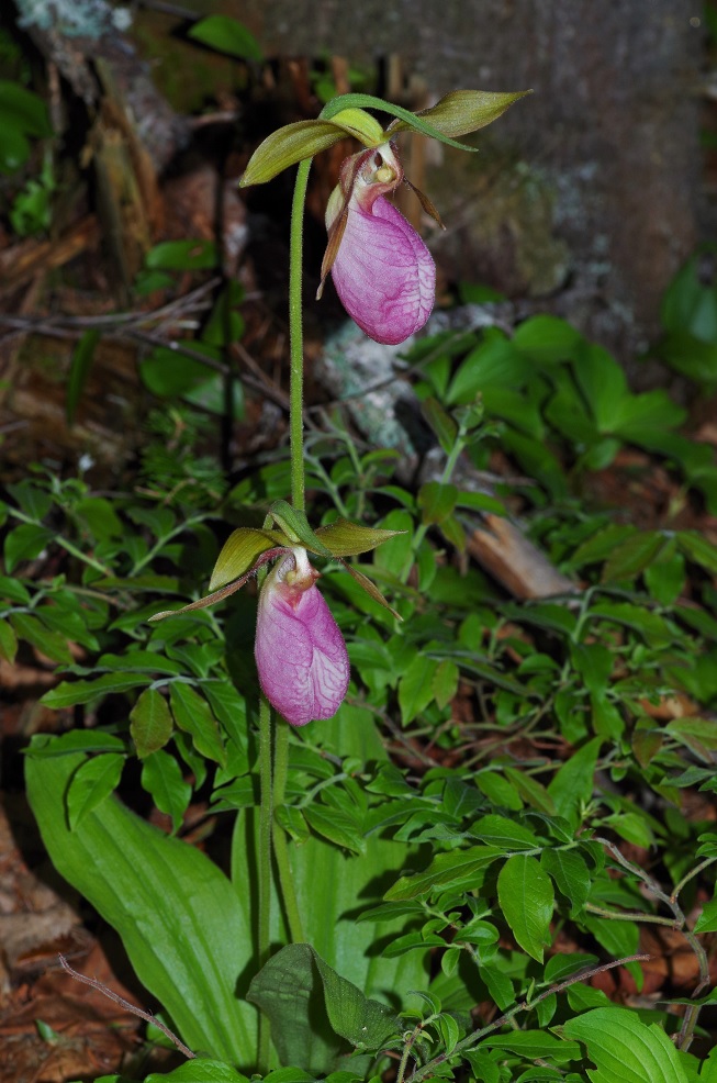 Изображение особи Cypripedium acaule.