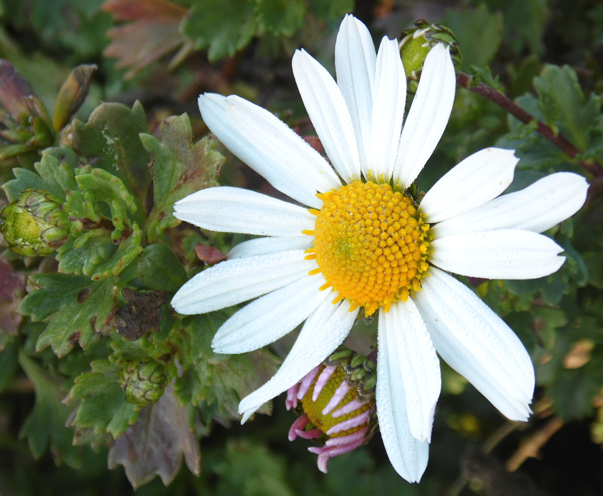 Image of Arctanthemum arcticum specimen.