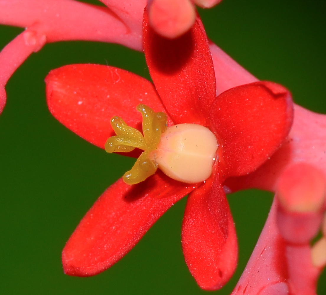 Изображение особи Jatropha podagrica.