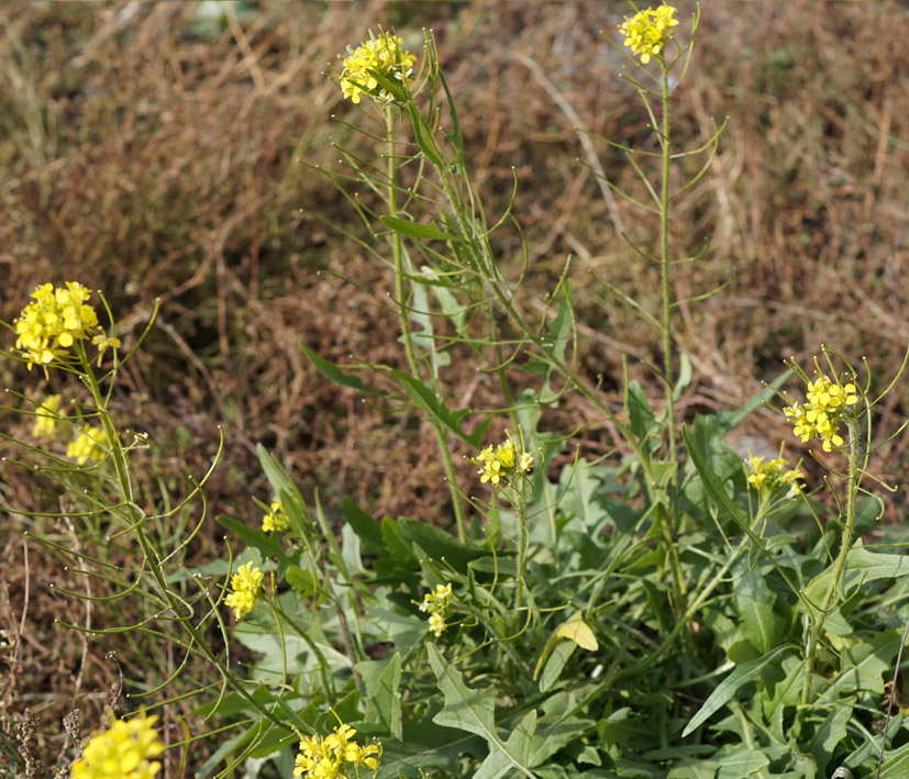 Изображение особи Sisymbrium loeselii.