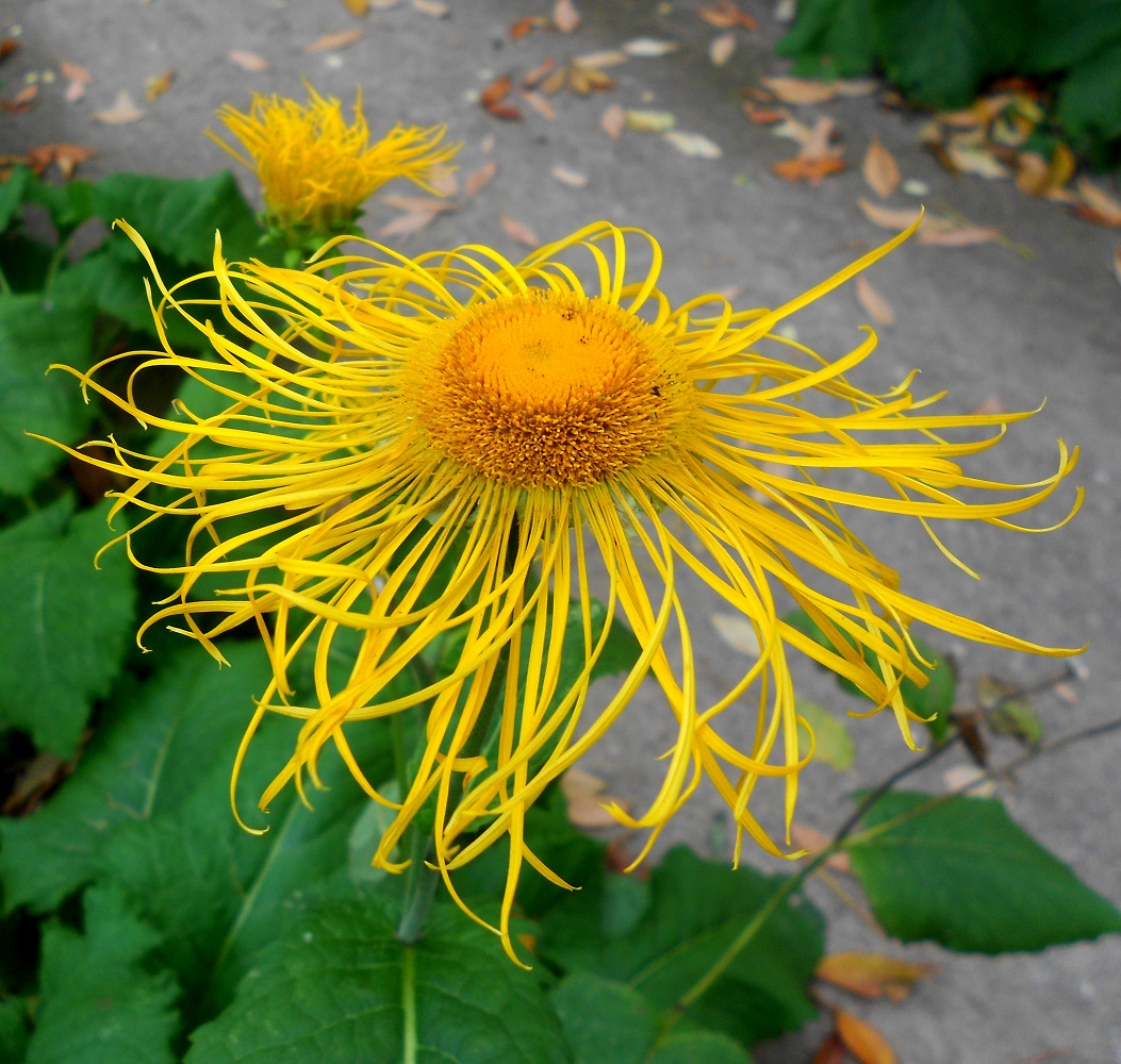 Изображение особи Telekia speciosa.