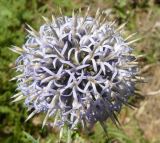 Echinops armatus. Соцветие. Крым, Ялта, ущелье Уч-кош. 05.08.2009.