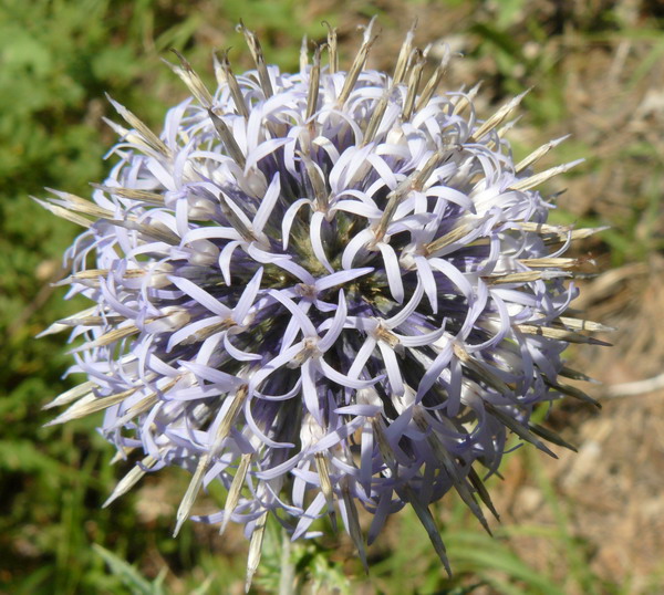 Изображение особи Echinops armatus.