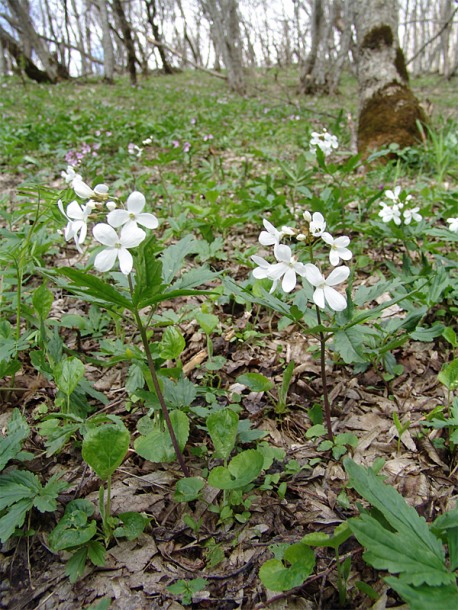 Image of Cardamine quinquefolia specimen.