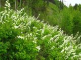 Spiraea media