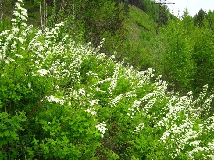 Изображение особи Spiraea media.